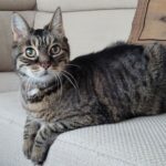 De trilogie van de gezonde kat - Deel 1: Het beste keto kattenvoer Keto kat 1