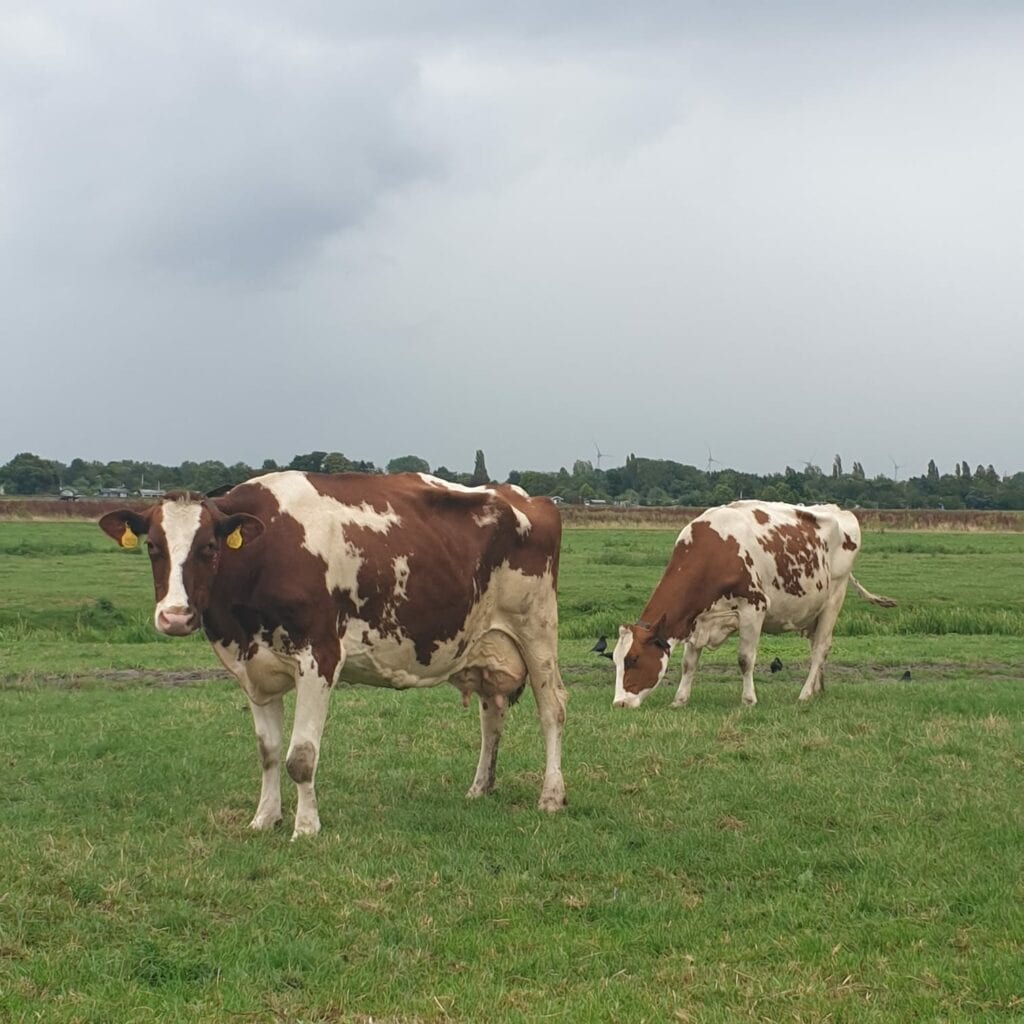 grasgevoerd vee