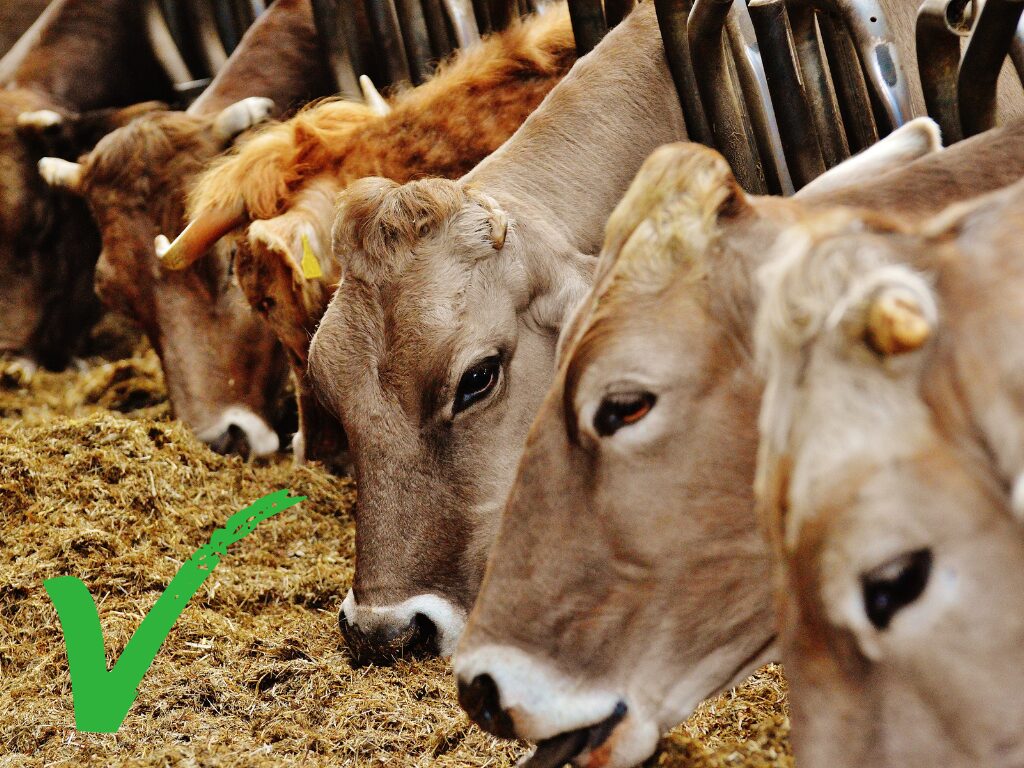Vitamines uit koemelk