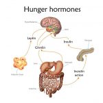 honger hormonen