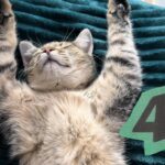 wat is slaap 4 slaapfases