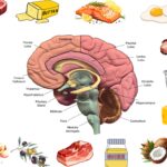 Gezonde vetten zijn voeding voor onze hersenen