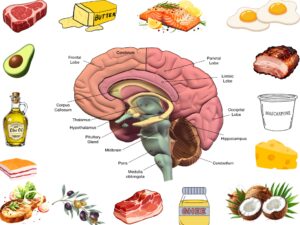 Gezonde vetten zijn voeding voor onze hersenen
