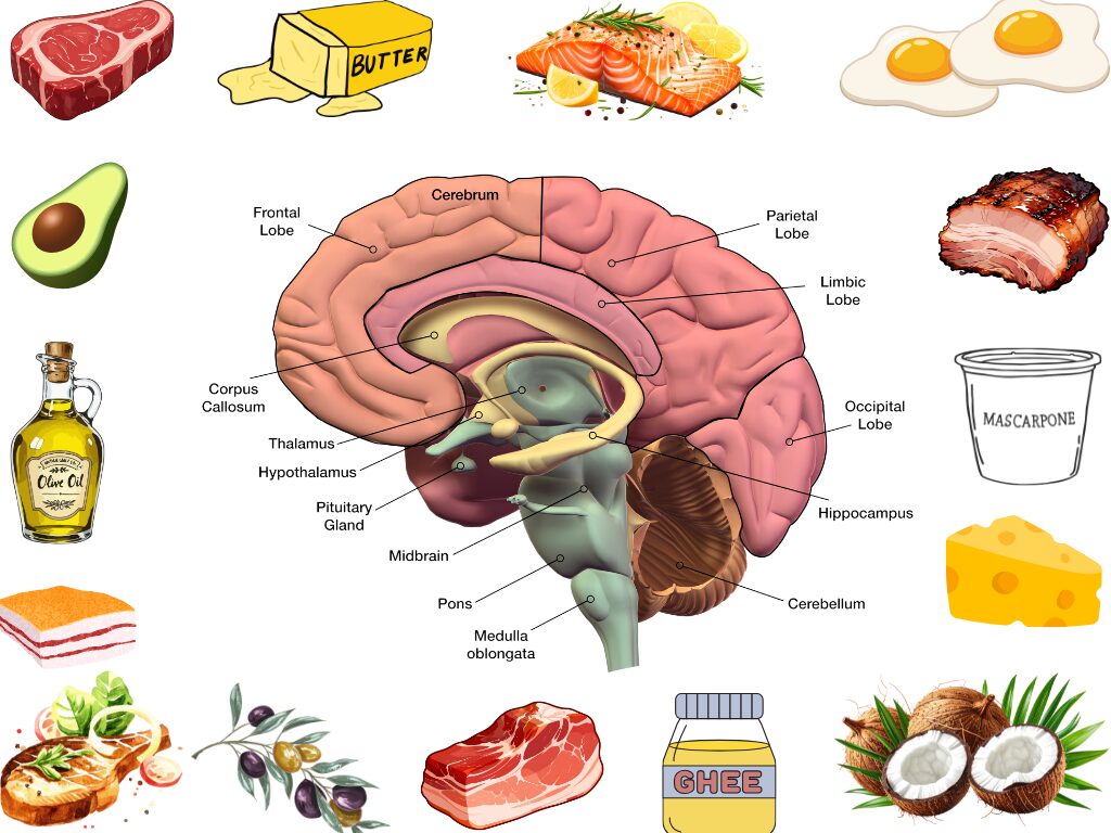 Gezonde vetten zijn voeding voor onze hersenen