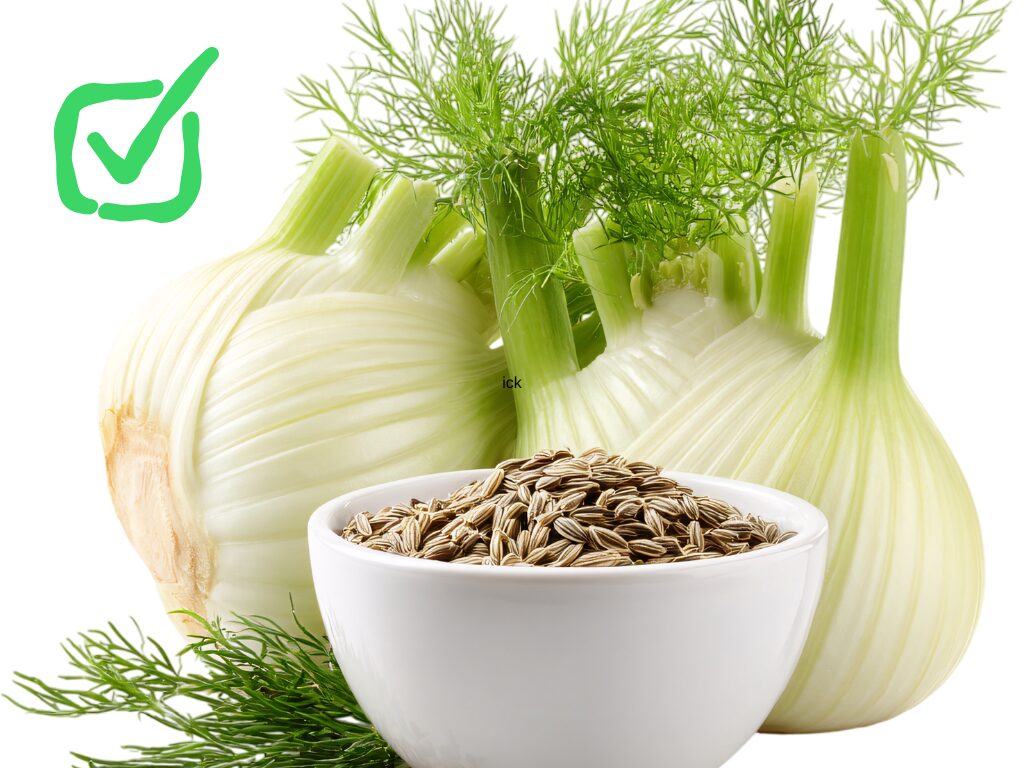 Venkel voeding & medicijn