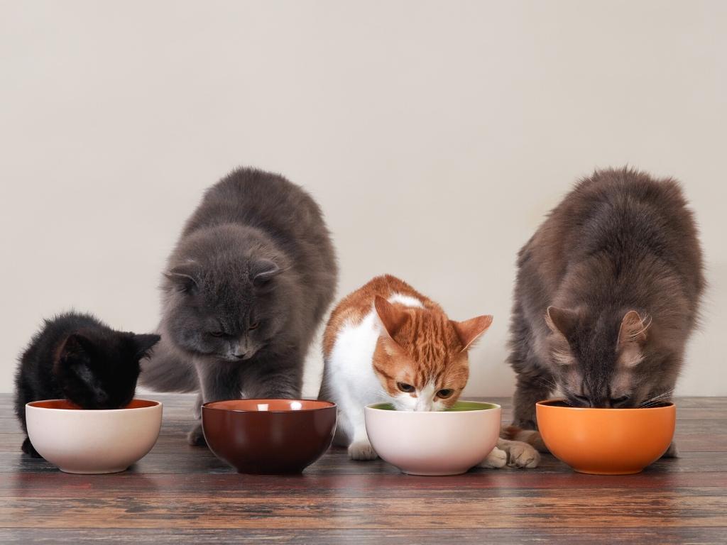 de trilogie van een gezonde kat