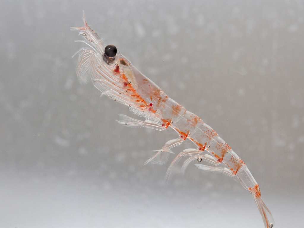 krill