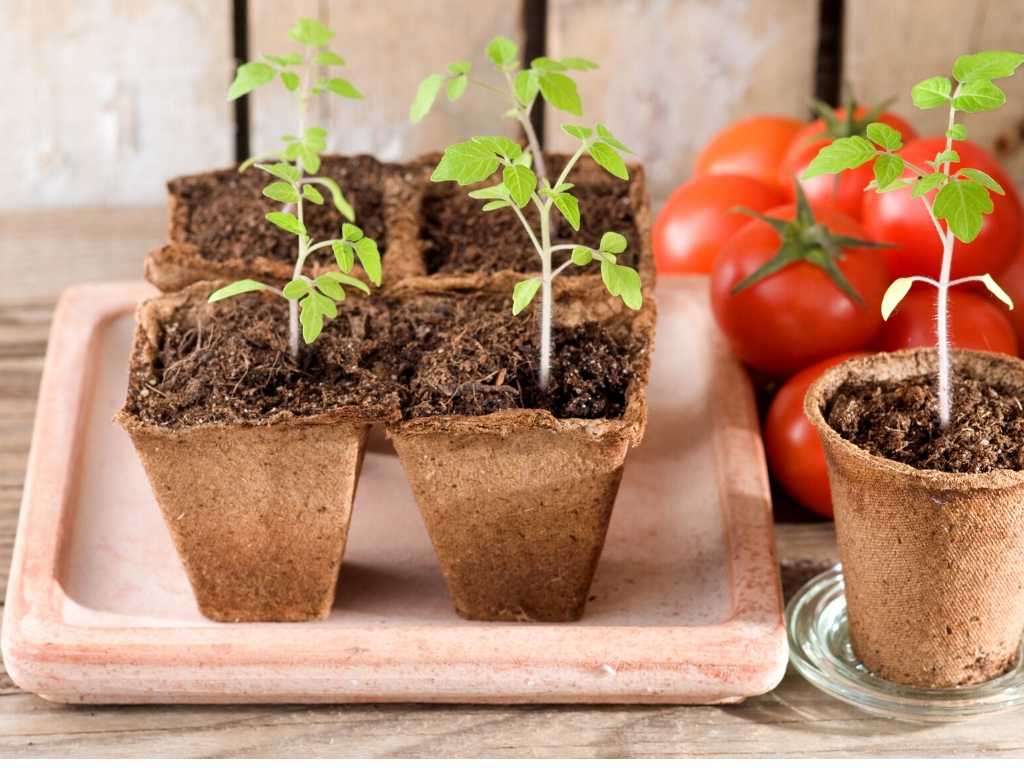 tomatenplantjes verpotten