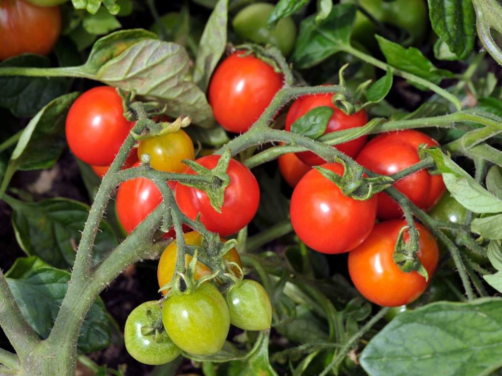 Tomaten groeien