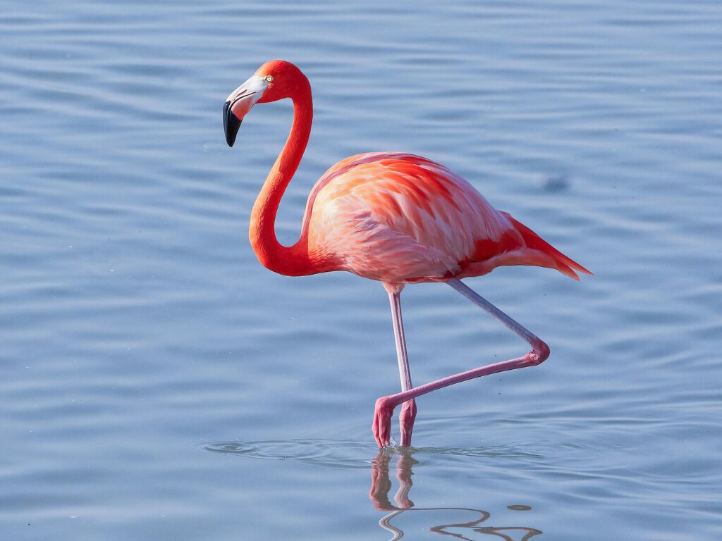 Flamingo
