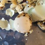 Italiaanse salade met kwarteleitjes 7