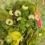 Italiaanse salade met kwarteleitjes 8