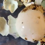 Kwarteleitjes met drie soorten zout 3